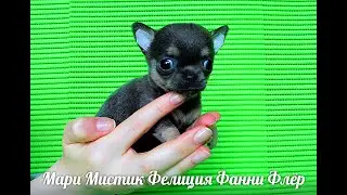 МИНИ ЧИХУА  ДО 1,5 КГ , ГОЛУБО ПОДПАЛАЯ - МАРИ МИСТИК ФЕЛИЦИЯ ФАННИ ФЛЁР 
