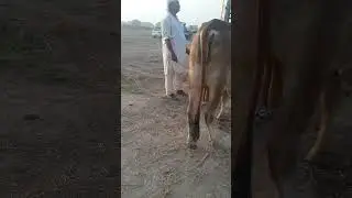 Exploring the Vibrant World of Bakra Mandi | A Glimpse into the Livestock Market