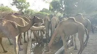 Best breed of camels in desert tharparkar drinking water in Tank