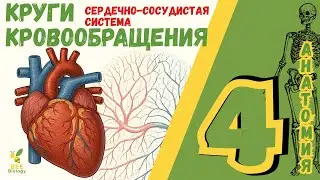 Большой и малый круги кровообращения • сердечно-сосудистая система