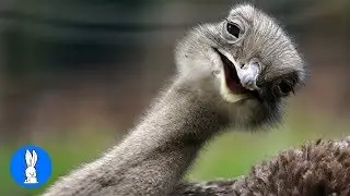 Cheeky Ostrich Attacks  - FUNNIEST compilation