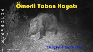 İstanbul Ömerli de Fotokapan görüntüleri #fotokapan #wildlife #omerliyabanhayati