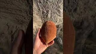 Как выглядит Мадагаскарский баобаб и его плод.