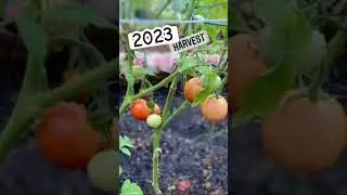 2023 harvest.. #shortsfeed #shortsviral #shorts #youtube #gardening #gardeningtips #viral #gardener
