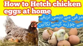 how to hatch a chicken egg at home | How Hetch Chicken at home | how to hatch a dragon egg in minecr