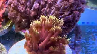 Мои Гониопоры. REEF EXCLUSIVE