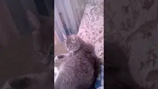 ДАШУЛЬКА