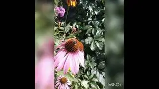 Лето,  цветы,  насекомые...