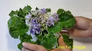 Ma’s Arctic Sky.Ma's Corsage.Ma's Fat Froggie.Ma's Glass Slipper.Ma’s Soap Bubbles
