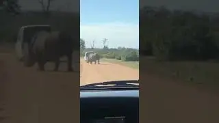 Rhinoceros chasing car 