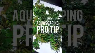 Aquascaping Tip: How to Stop Epiphyte Plants from Floating 