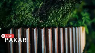 Pakari - Magical flute melodies in the world of sounds🌿
