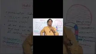 Function of Pharynx In Hindi |Shorts |viralvideo | viralshorts