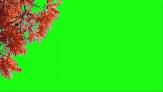 Autumn  Leaves green screen