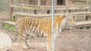 See the Catty Shack Ranch Wildlife Sanctuary in Jacksonville (FL), a top attraction full of big cats