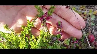 Клюква, брусника и верески на юге - возможно!    11.09.21