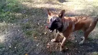 Охранники базы отдыха Лада и Леший