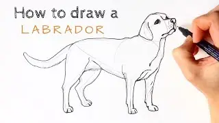 How to draw a Labrador