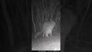 Big Coyote Takes a Big  POOP - His friends mock him #coyote