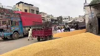 Maki rate today maize rate today galla mandi Arifwala Punjab pakistan 🇵🇰
