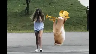Trumpet Cat