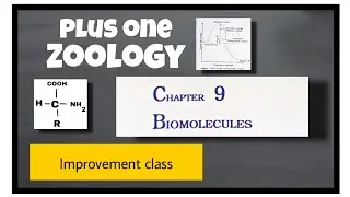 Plus one Zoology Chapter Biomolecules Improvement class NCERT Biology