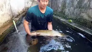 AYAP KOI FROM BALIKPAPAN