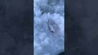 Подсекай😉