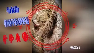 Наш питомец Граф.  Часть 1. 