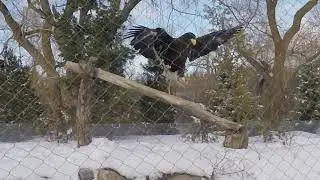 Eagle Flight (Slow Motion Animation Reference)