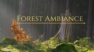 The Fairy Forest: An Ambient Collage 🧚‍♀️🧚‍♂️🍄🌿🍄🍀🌸🌼
