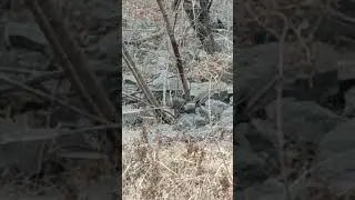 Белки в городе!!!