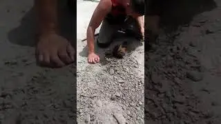 Чудесное спасение / Rescue a puppy #shorts