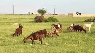 مراعي خضراء وأغنام أصيلة في ظفار بموسم الصرب The Beauty of Sheep in Dhofar’s