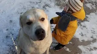 алабай и ребенок