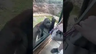 Orangutan displaying incredible intelligence