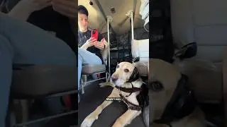 Taking my guide dog on a seaplane (his first time!) #shorts