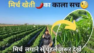मिर्च की खेती 2023-24, PROFIT-LOSS🤑 calculation🧐| उत्पादन, आमदनी, लागत, मुनाफा | #mirch