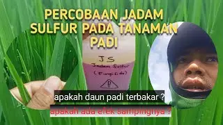 Jadam Sulfur ke Tanaman Padi ( Uji Coba Spray )