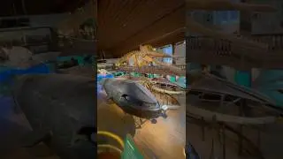 Real Blue Whale in Gothenburg Sweden