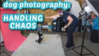 How do we handle chaos in the studio? Dog Photography BTS