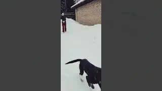 Ротвейлеры и гости