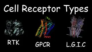 The 3 Common Receptors In Cell Signaling!!! GPCR, RTK, LGIC