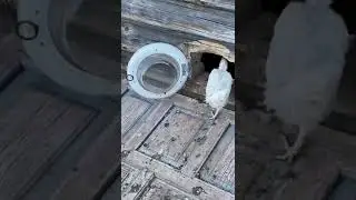 Комментарии мужа, когда я с подругами снова собралась лететь отдыхать. Смотреть до конца😂😂😂 #юмор