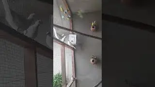 Beautiful budgies parrots🔥 #youtubeshorts #birds