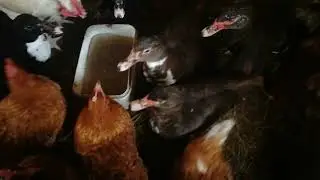 Индоутки содержание зимой на дачном участке.