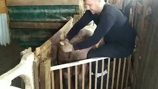 ✅Как искуственно осеменить свиноматку❓