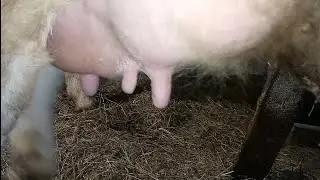 How to milk a cow with six teats/Village everyday life