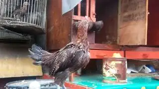 Ayam ketawa slow 2bln...