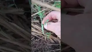 2022 Cover Crop update